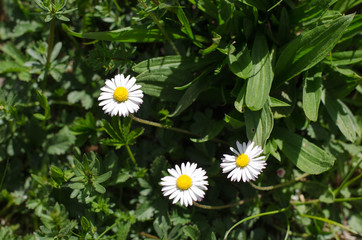 Bellis perennis © tumma_taivas