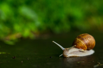 a big snail crawling on the wet ground / frontal shot