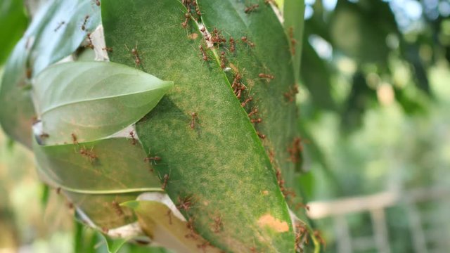 Success,Red ant building the nest clips,red ant footage : slow-motion 4k