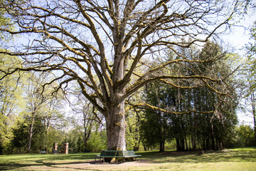 Huge oak tree stands in the middle of the meadow