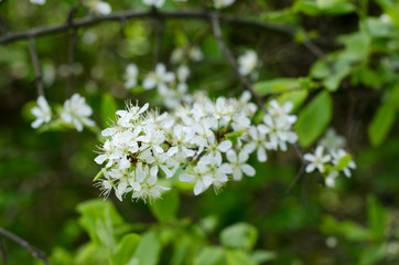 Prunus spinosa