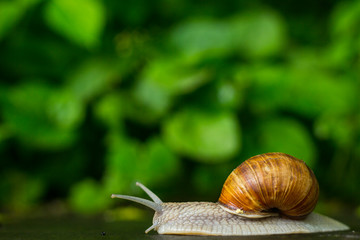 a big snail crawling on the wet ground