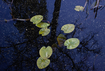 Green leaves of water lilies float in dark blue water