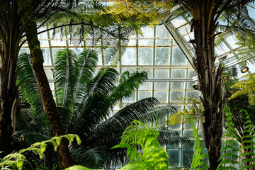 Fototapeta na wymiar Palms in Conservatory