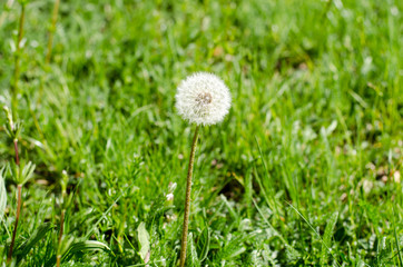 Taraxacum