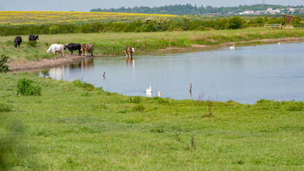 Obraz na płótnie Canvas Cow in lake 1