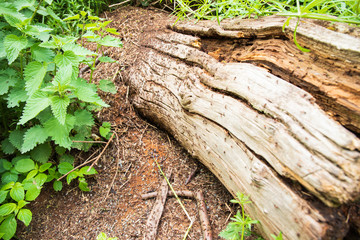 Fototapeta premium tree with ants 2