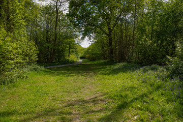 Obraz premium grassy