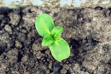  Sprouted sunflower seeds. Green sprouts of sunflower.