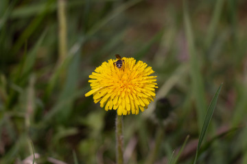 dandelion in grass