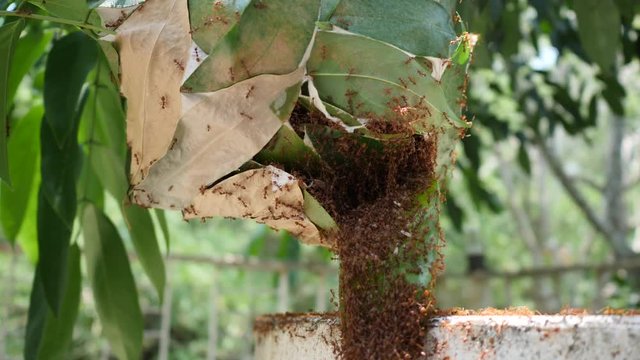 slow-motion of the nest of green tree ants, red ants, Oecophylla smaragdina : 4k