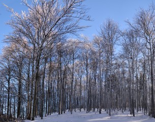 landscape with deciduous forest in winter