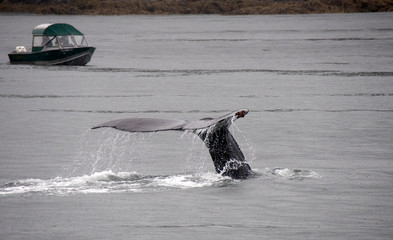 Humpback Whale Fluke and boat