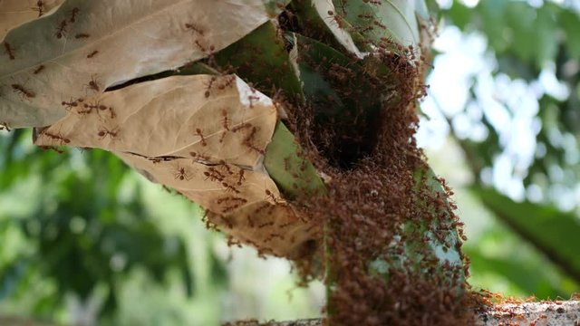 slow-motion of the nest of green tree ants, red ants, Oecophylla smaragdina : 4k