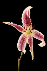 Lily against a black background