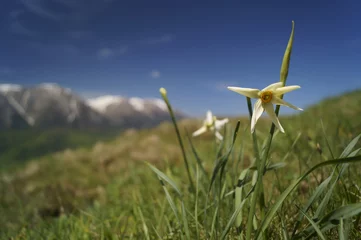 Foto op Canvas Wilde bloemen - wilde narcissen, narcis - Narcissus radiiflorus © ramona georgescu