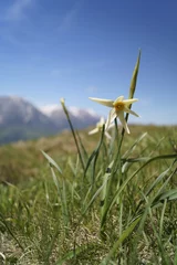 Foto op Plexiglas Wild flowers - wild daffodils, narcis - Narcissus radiiflorus   © ramona georgescu