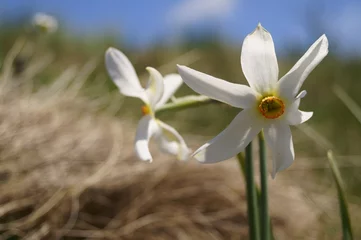 Schilderijen op glas Wilde bloemen - wilde narcissen, narcis - Narcissus radiiflorus © ramona georgescu