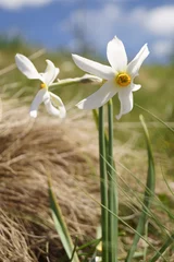 Fototapeten Wildblumen - wilde Narzissen, Narzissen - Narcissus radiiflorus © ramona georgescu