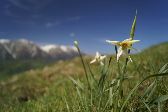 Wild flowers - wild daffodils, narcis - Narcissus radiiflorus  