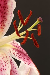 Closeup of a lily - petals, stamen, stigma - against a black background