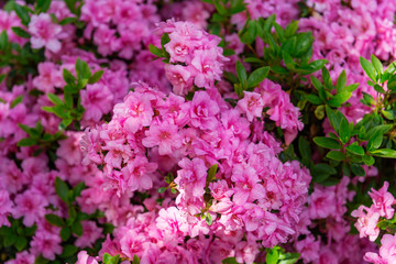 Beautiful Garden with blooming trees during spring time, Wales, UK, close up macro image