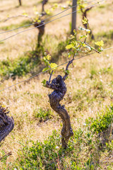 Vine in springtime.Young green leaves on an old French vine. Vineyards agriculture in spring. 