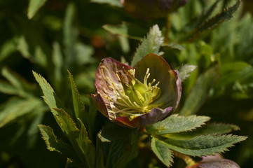 Wild flowers - hellebores - Helleborus purpurascens  