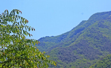 나무가지잎과 먼산