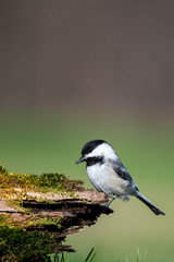Chickadee bird in spring in the woods