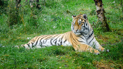 An Amur Tiger lying down in a grassy forest clearing