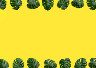 Tropical plant Monstera leaves overhead view flat lay