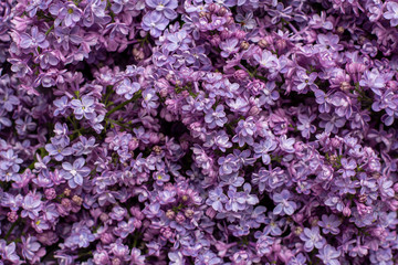 Fototapeta premium Lilac flowers spring and summer blossom background.Organic natural texture.