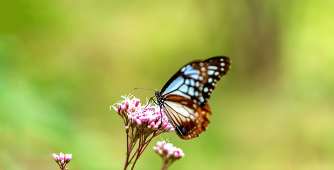 Fototapeta na wymiar Blue butterfly perched on a budding pink flower