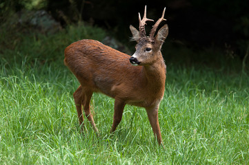 a chamois in freedom very suspicious and attentive to any noise