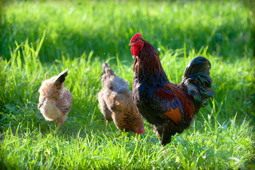 Fabulously beautiful cock with a dark brown back and blue feathers on the neck and wings. Poultry walking in the yard on the spring juicy, bright green grass. Bright colors, natural backlighting
