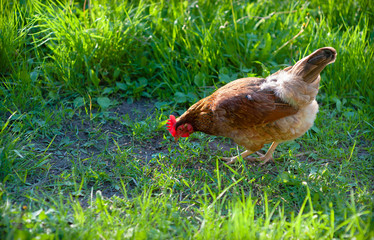 A beautiful red hen pecks grains of wheat, accidentally scattered on the path among the young juicy green grass. In the sunset her comb glows bright red.