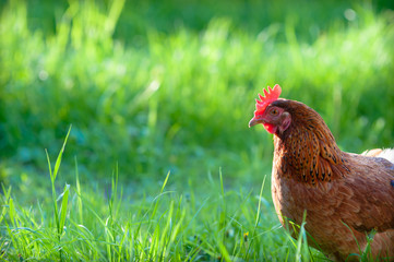 Portrait of a young red hen, on a bright green blurred background of grass. In the sunset her comb glows bright red. Creative cropping is very good for the background. Fabulous beauty, juicy colours