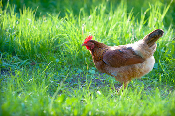 Young red hen walks in the yard among the young lush green grass. Its beautiful leaf-shaped comb glows bright red in the rays of the setting sun. Juicy colors, natural lighting