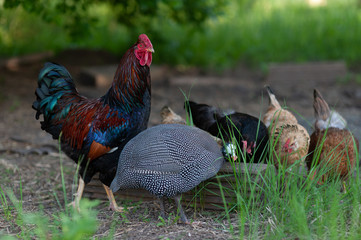 Incredibly a handsome cock with dark red neck, with blue feathers on his wings and blue-green feathers in tail is worth near their chickens and Guinea fowl. 