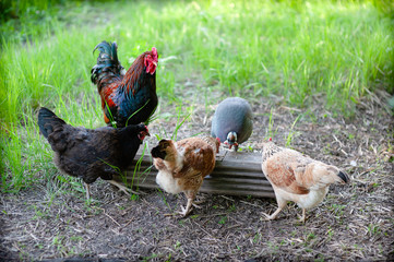 A beautiful rooster, three hens and a Guinea fowl peck wheat grains from a stump in the shade of a tree in the garden. Natural light and color, natural life of poultry in the village.