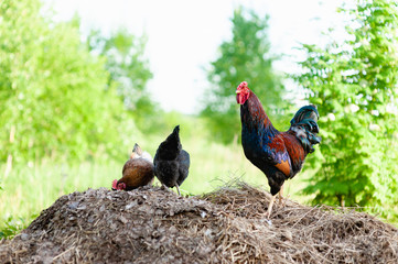 A bright young rooster climbed a dung heap, where his hens are digging in search of food. Russia, spring, the young foliage of a rich green color and a light blue sky. Natural lighting and colours © antonivano