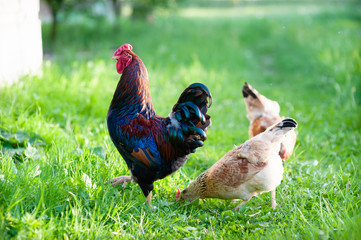 Very beautiful cock with blue and orange feathers on the wings and a green tail, walking with his chickens on the green grass in the yard in the sunset