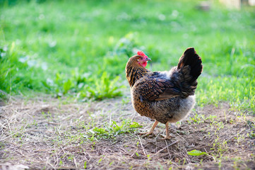 Young hen breed Kuchinskaya-anniversary, in the rays of the spring setting sun, walking in the yard and looking back
