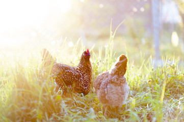 Red mottled chicken breed Kuchinskaya-anniversary walks in the tall grass in the yard, in the...