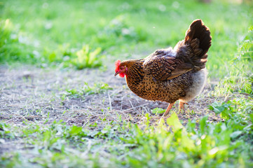 Chicken breed Kuchinskaya-anniversary in search of food and young grass walking in the yard