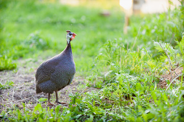 Gray-mottled Guinea fowl stands on the ground against the background of spring grass in the sunset and looks into the camera
