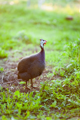 Portrait of a gray-mottled Guinea fowl standing on the ground against the spring grass. Guinea fowl looks at the sky. The rays of the sun caught in the lens weaken the contrast and give a special mood