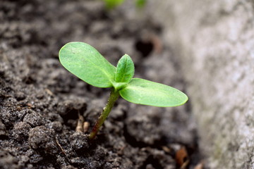  Sprouted sunflower seeds. Green sprouts of sunflower.