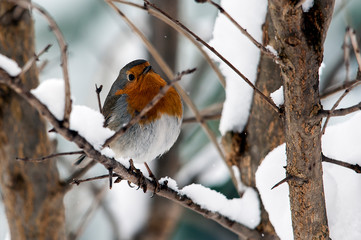 after the snowfall, a robin pinned on a branch is looking for food
